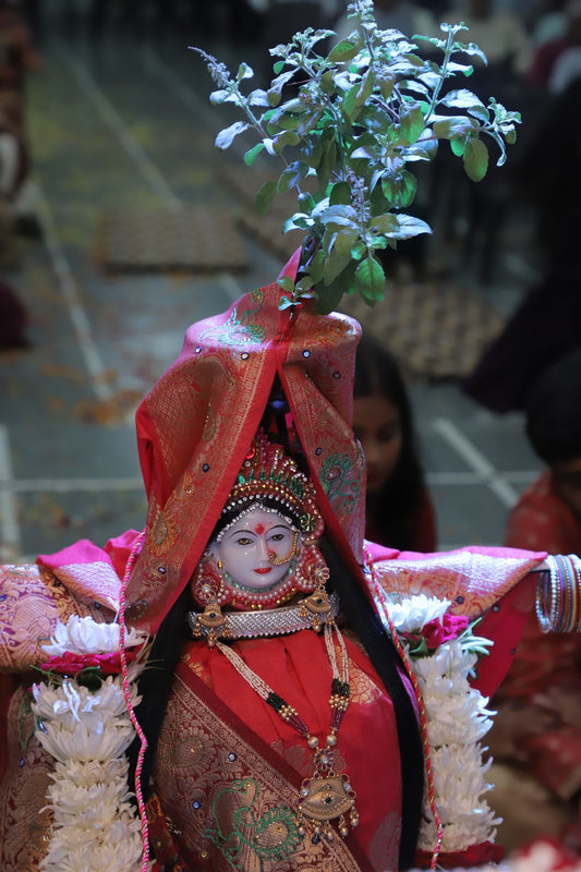 Tulsi plant dressed as a bride for Tulsi Vivah, with a red sari and white garlands